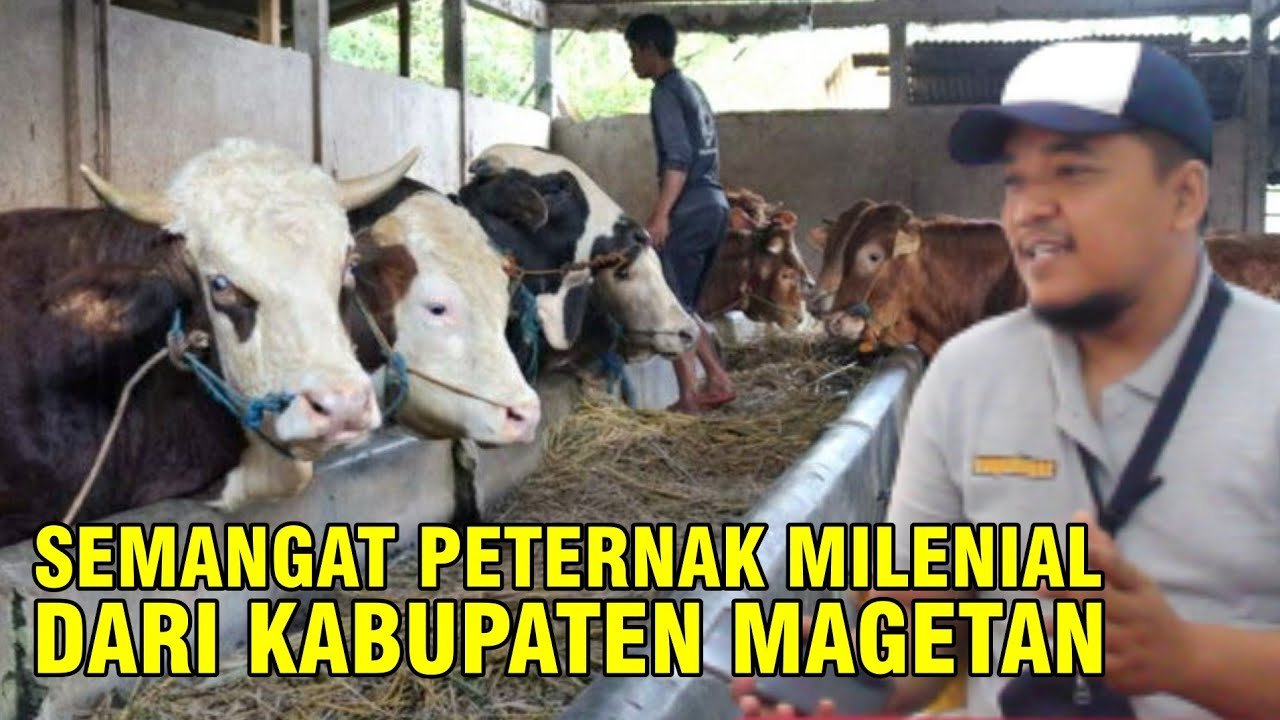 
                                 Kisah-Peternak-Sapi-Magetan